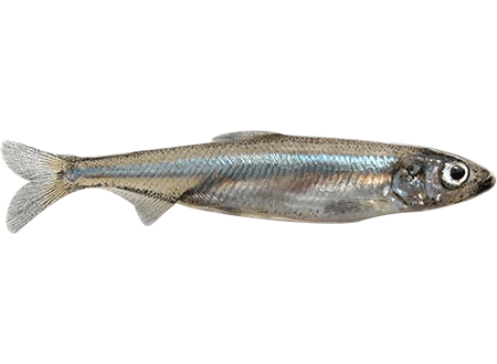Endangered fish identificaiton